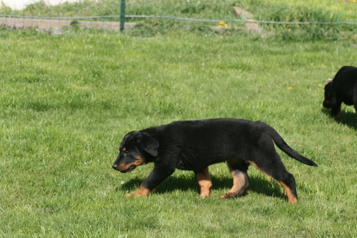 Quenza 09 04 2017 (20)